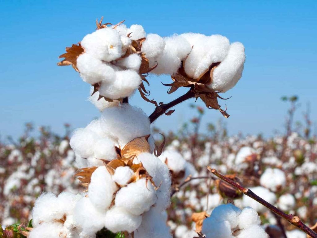 Indian traders rule out cotton exports to Pakistan