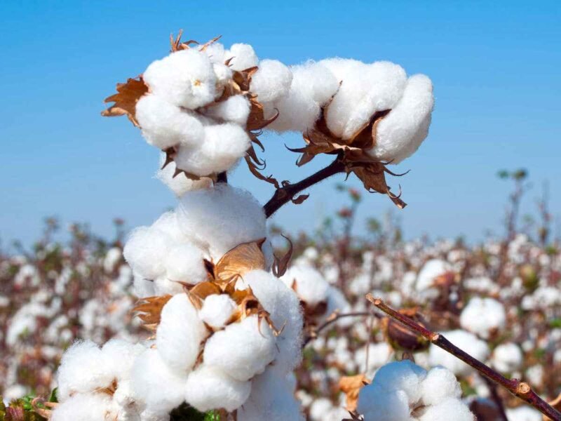 cotton prices likely to fall further ind ra
