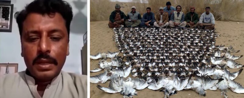 Amateur video reporter killed for covering illegal hunting of protected bird in Pakistan sindh