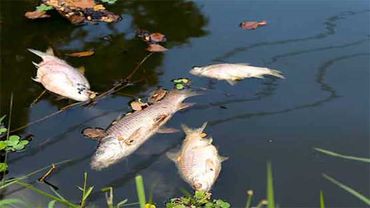 Devastating Consequences: Thousands of Fish and Marine Life Killed by Chemical Contamination in ' Rawal Dam"