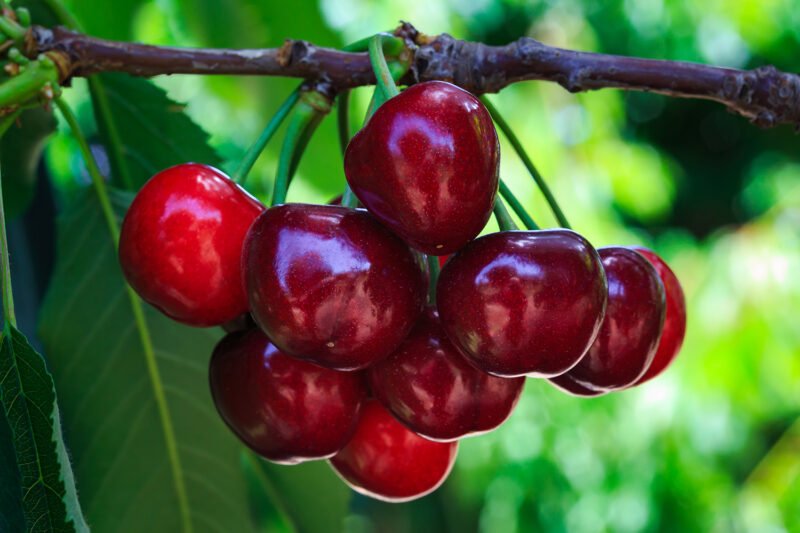 Breaking Ground: Pakistan’s First Cherry Export to China Sparks Economic Surge Breaking Ground: Pakistan's First Cherry Export to China Sparks Economic Surge